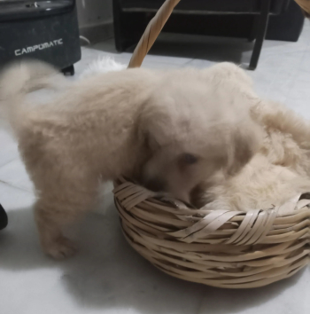 بيشون العمر شهرين للبيع