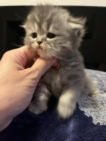 Scottish Fold and Scottish straight kitten