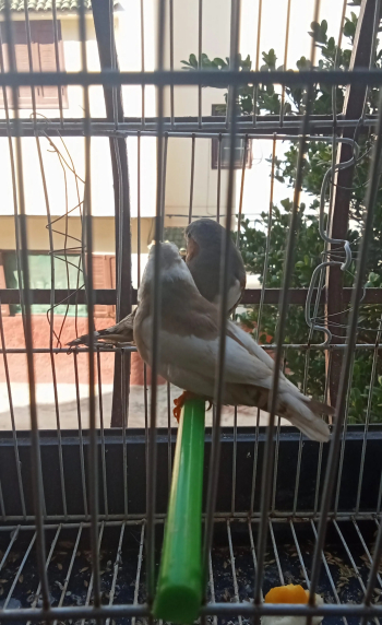 جويجة زيبرا