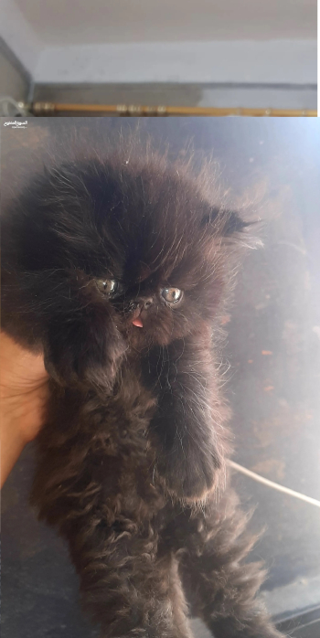 قط ذكر بيرشن زورار 45 يوم