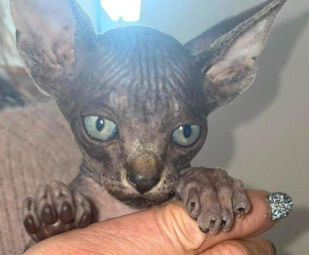 2 Sphynx kittens male and female