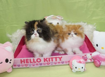 Top Quality Persian Kittens