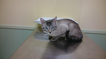 Traditional Siamese Lynx Point