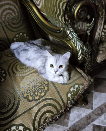 للتبني ذكر وانت