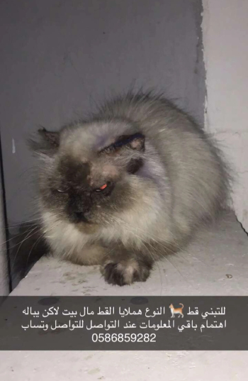 قط للتبني هملايا