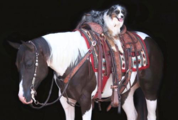 2017 Paint mare Hippie - Funniest Little Mare Kids Safe