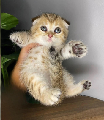 قطط سكوتش فولد مستوى عالس