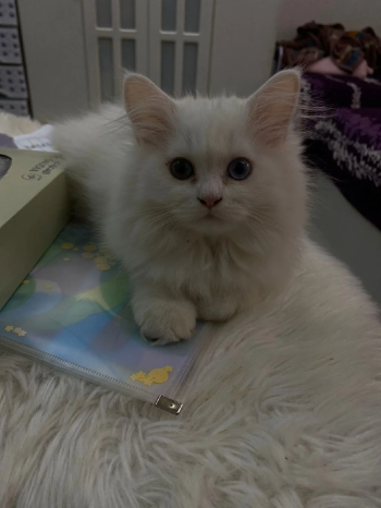 حيوانات للبيع في جدة السعودية