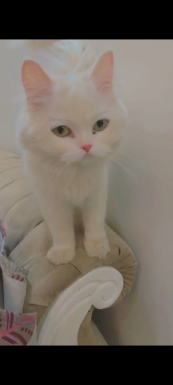 حيوانات للبيع في الرياض السعودية