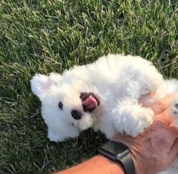 Bookes bichon Frise puppies for sale