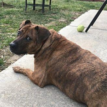 Marly Terrier (Unknown Type, Small) Senior Female in Saint Louis, Missouri