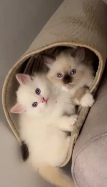 كتين هملايا للبيع