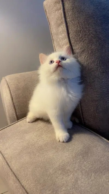 كتين هملايا للبيع