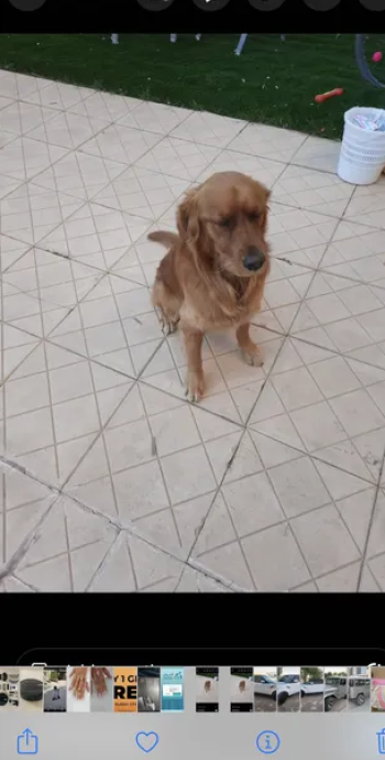 Golden retriever long hair