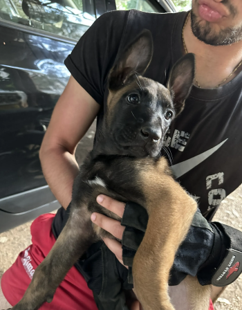 Malinois Berger Belge مالينوا اصلي top high quality pure race imported family pedigreed