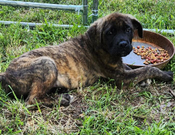 English Mastiff Puppy