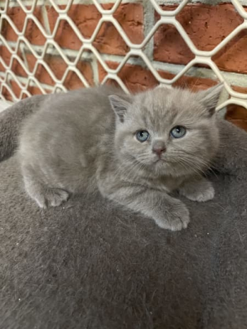 Lilac girl British short kitten