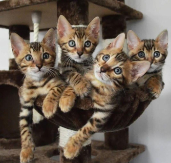Hi Bengal kittens