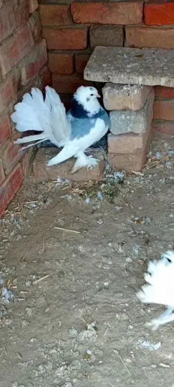 male for sale bahut pyara hai