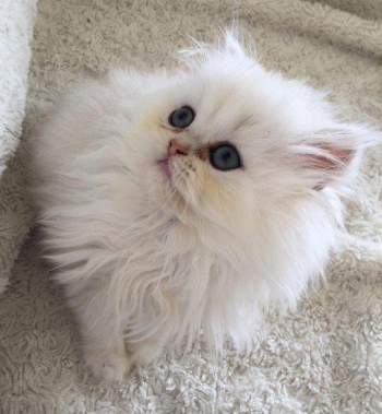 Blue Eye Doll FLAT Face mini Persians Kittens
