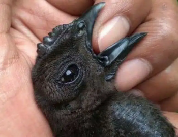 Indonesian Black Tongue Ayam Cemani Chick | Egg | Tounge | Parrot Beak