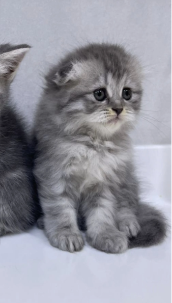 Scotch fold for sale