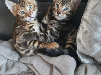 Pedigree Bengal kittens