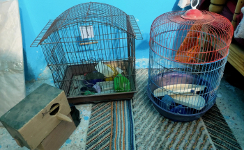 قفص كوكتيل +قفص استرالي + عش والاكالة والمسقة