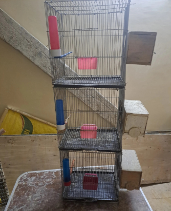 سلاكه عصافير استرالي البيضاء على اليمين