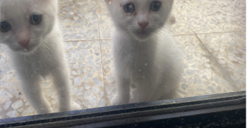 قطط للبيع 6 قطط