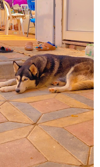 حيوانات للبيع في العين الإمارات