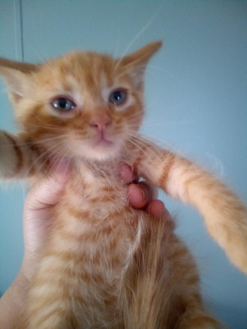 Kittens in need of home