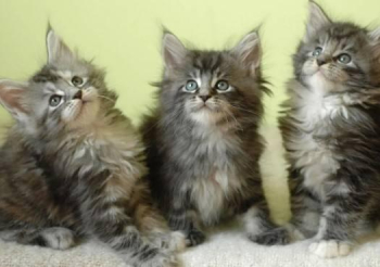 Lovely maine Coon kittens for sale