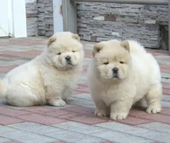 Lovely Chow Chow Puppies