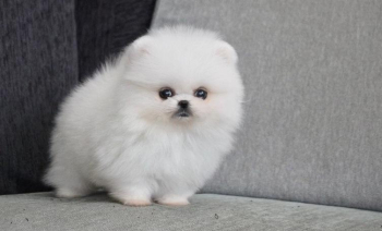 Biehg Pomeranian puppies for sale