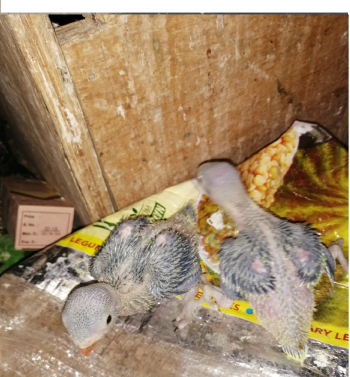 فرخين دره هندي