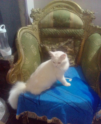 قطط شيرازي للبيع