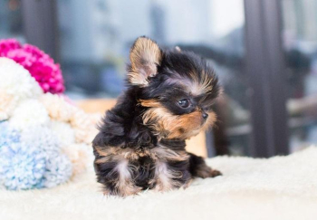 Mije Yorkie Puppies for sale