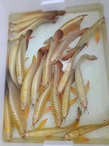 #Super Red and Golden Arowana fish for sale