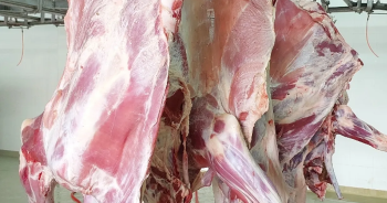 35/KG لحم العجل الطازج