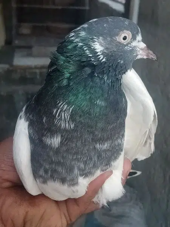 pigeon for sale assalamu e alaikum friends