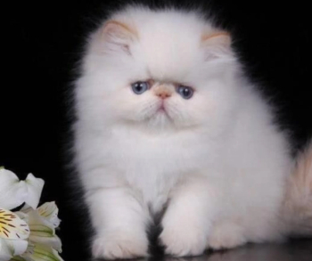 doll face Persian