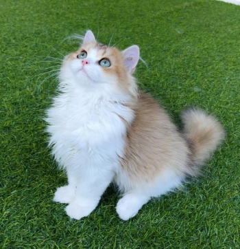 Breed n Breeder is an online pet shop for British Longhair cats in Bangalore