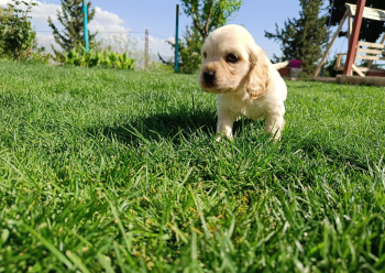 Spaniel Cocker puppies available
