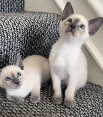 Stunning Siamese kittens blue point