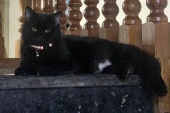 قط ذكر للتبني في الرياضFor Adoption In Riyadh