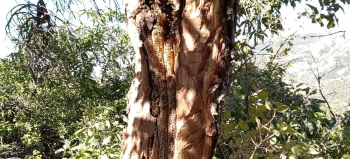 عسل طبيعي 100% جبال اقليم كردستان العراق.