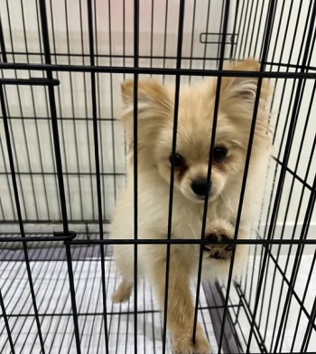 كلب بومرينيان