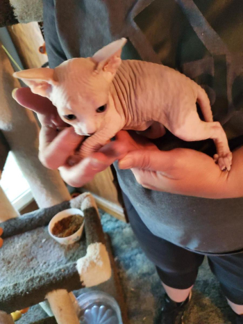 Sphynx kittens