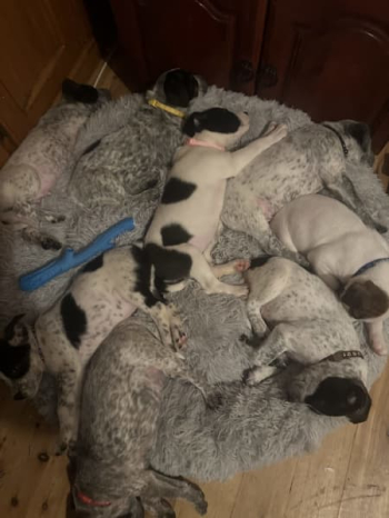 Puppies for sale!! Ready now!! just in time for Christmas